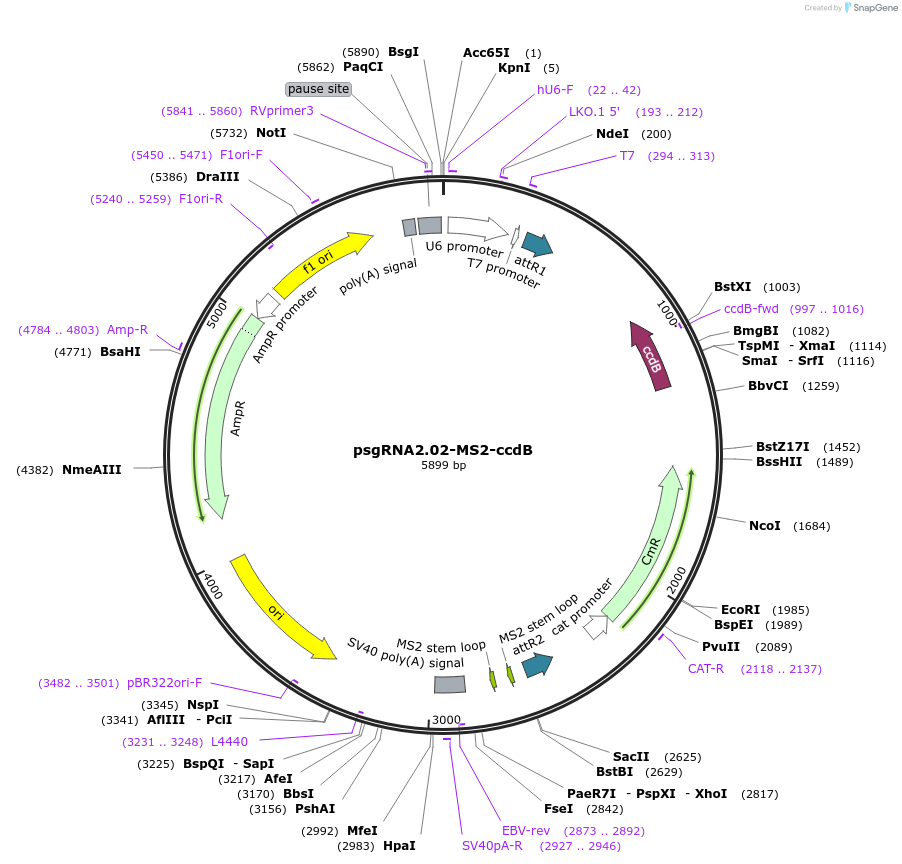 99911-plasmid-map-sequence-id-194882