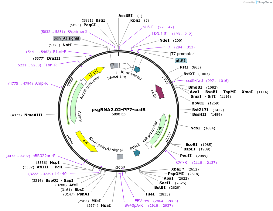 99912-plasmid-map-sequence-id-194883