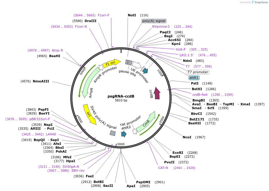 99915-plasmid-map-sequence-id-194886