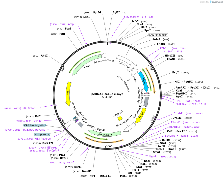 100026-plasmid-map-sequence-id-194894