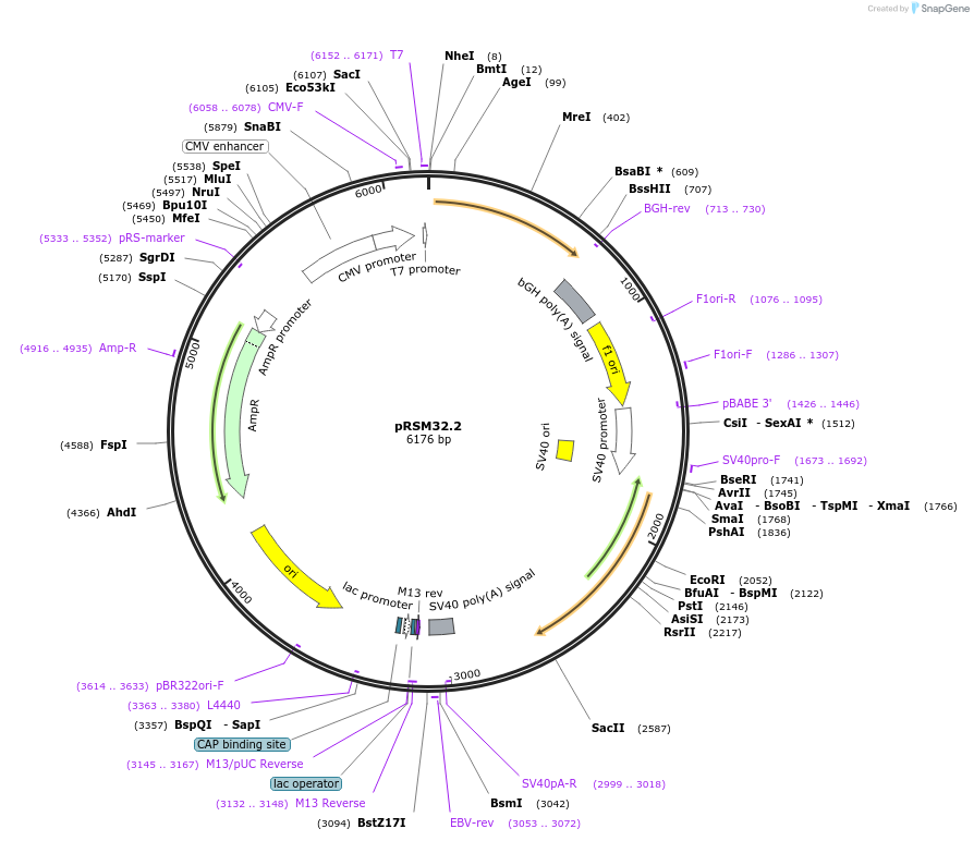101635-plasmid-map-sequence-id-194899