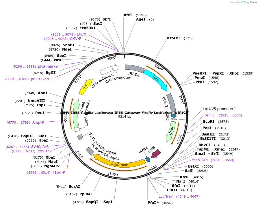 101139-plasmid-map-sequence-id-194900
