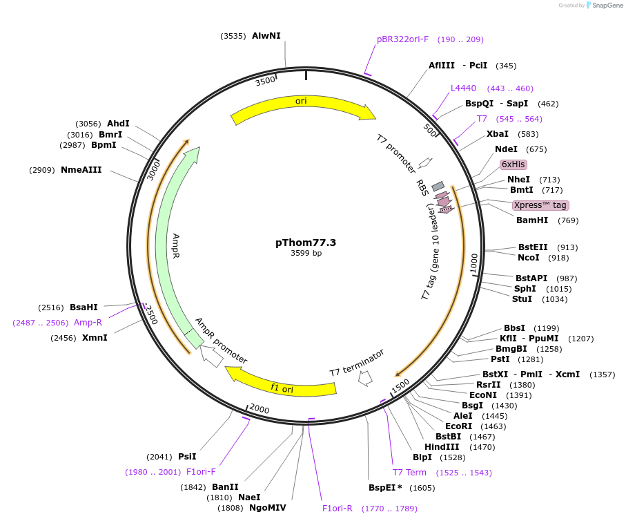 101636-plasmid-map-sequence-id-194901