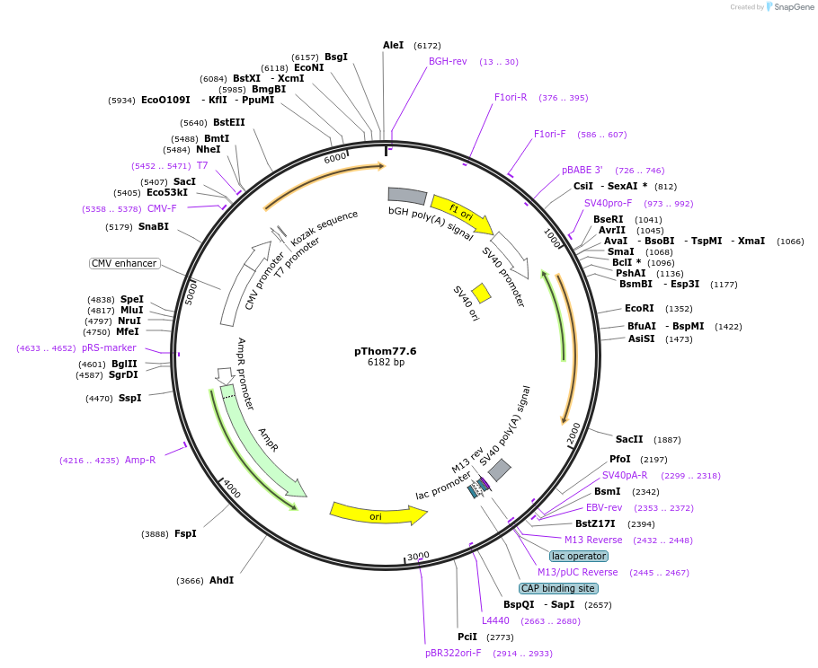 101637-plasmid-map-sequence-id-194902