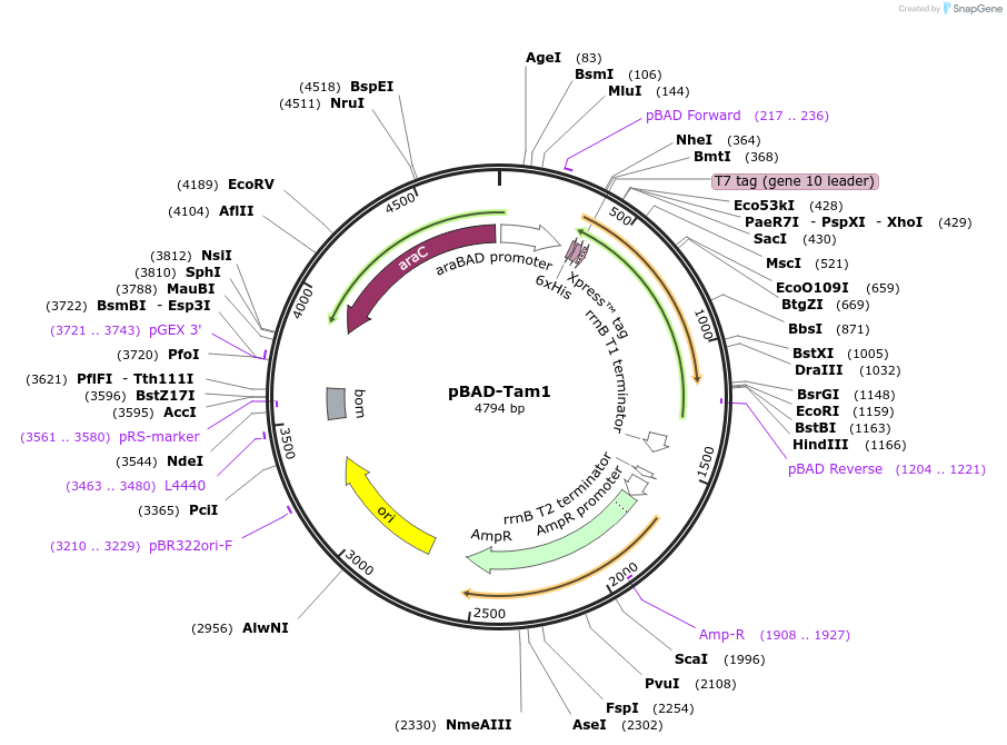 101639-plasmid-map-sequence-id-194904