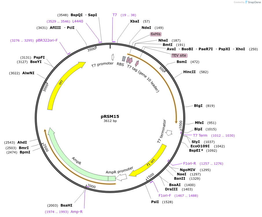 101640-plasmid-map-sequence-id-194908
