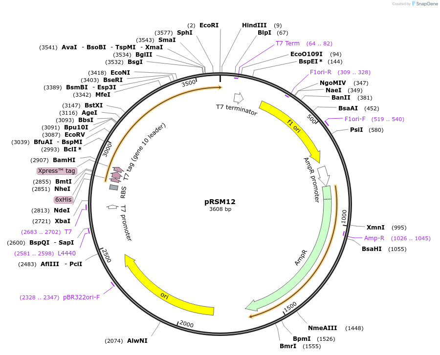 101643-plasmid-map-sequence-id-194936