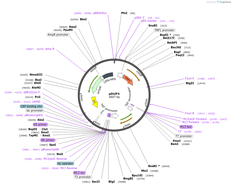 92174-plasmid-map-sequence-id-194948