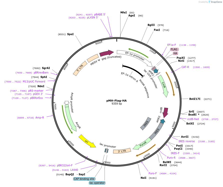 101766-plasmid-map-sequence-id-194953