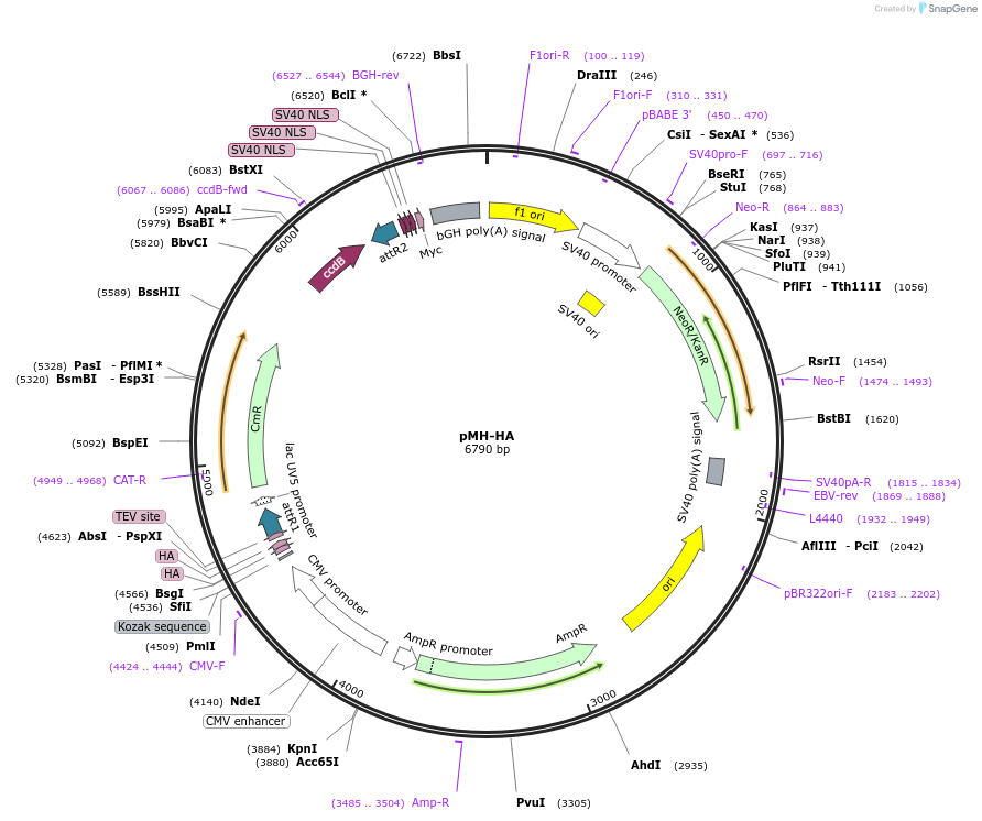 101767-plasmid-map-sequence-id-194954