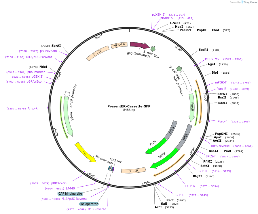 102942-plasmid-map-sequence-id-194958