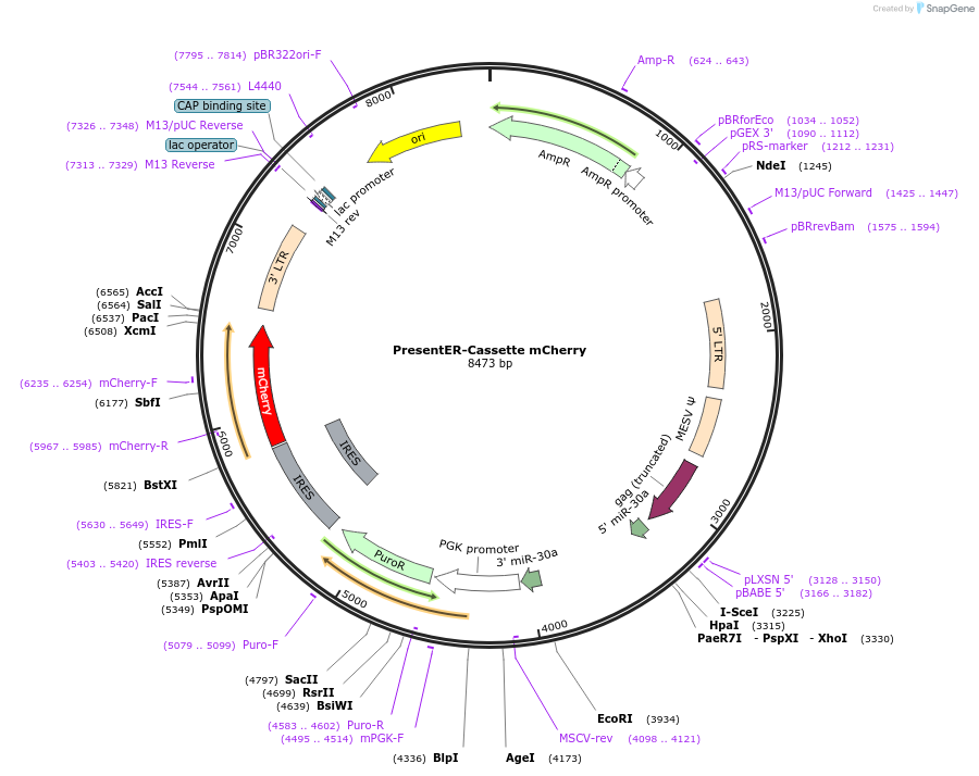102943-plasmid-map-sequence-id-194960