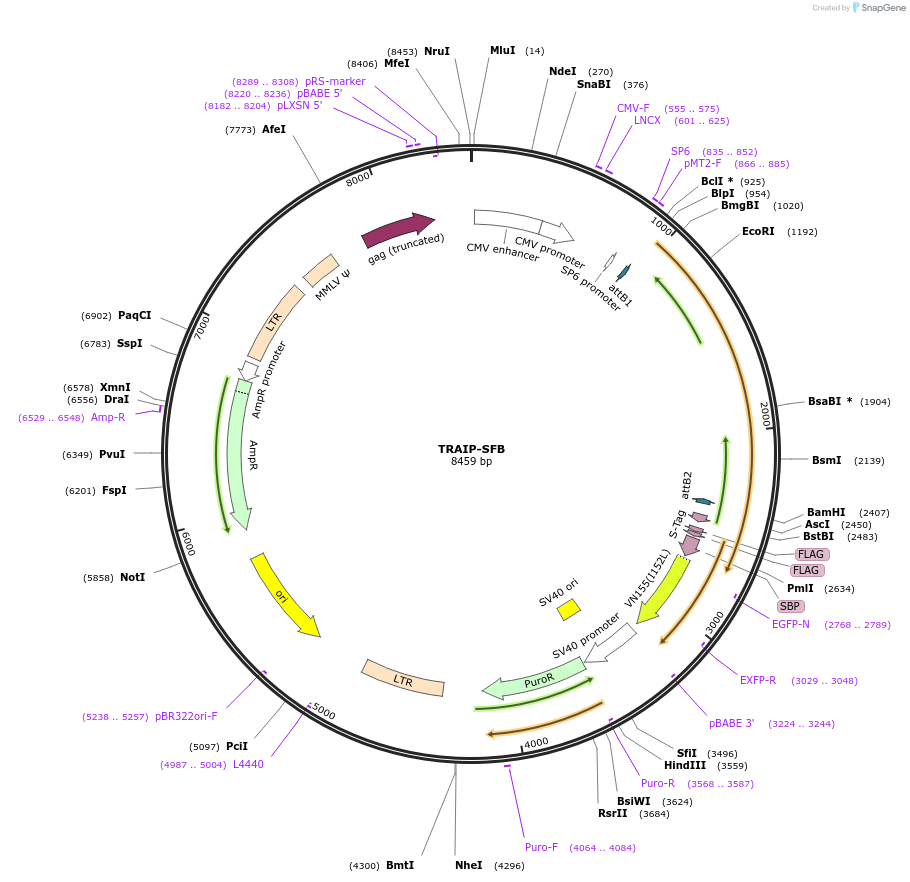 101769-plasmid-map-sequence-id-194962