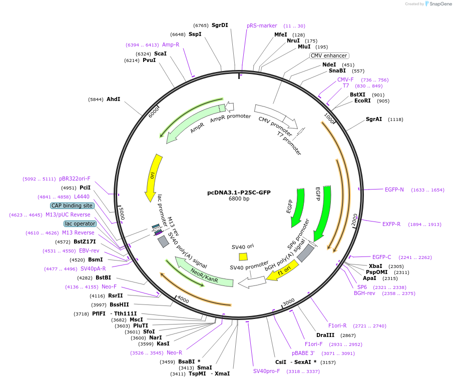 1343-plasmid-map-sequence-id-194980