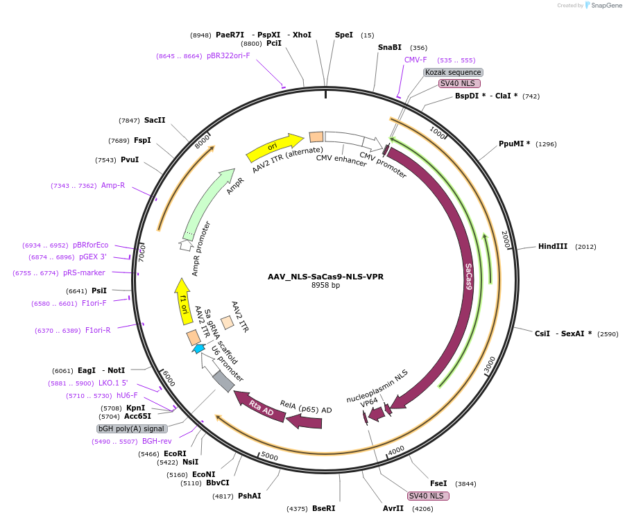 68496-plasmid-map-sequence-id-194982
