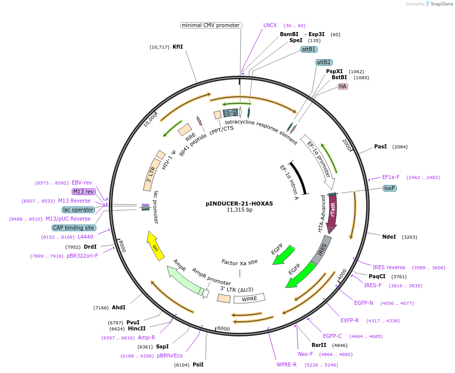 97040-plasmid-map-sequence-id-194983