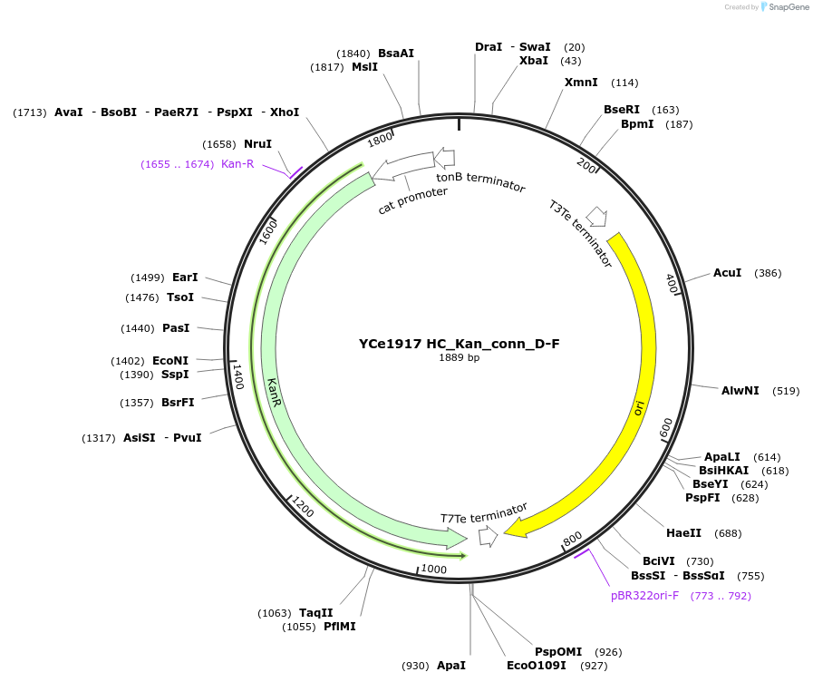 100643-plasmid-map-sequence-id-195017