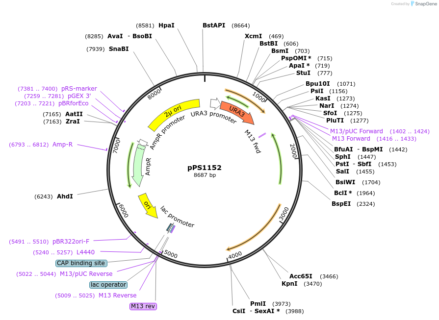 1378-plasmid-map-sequence-id-195023