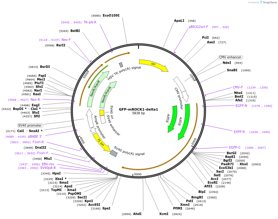 101289-plasmid-map-sequence-id-195027