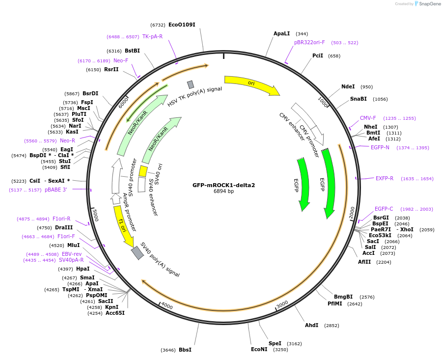 101290-plasmid-map-sequence-id-195035
