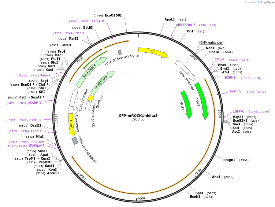 101291-plasmid-map-sequence-id-195036