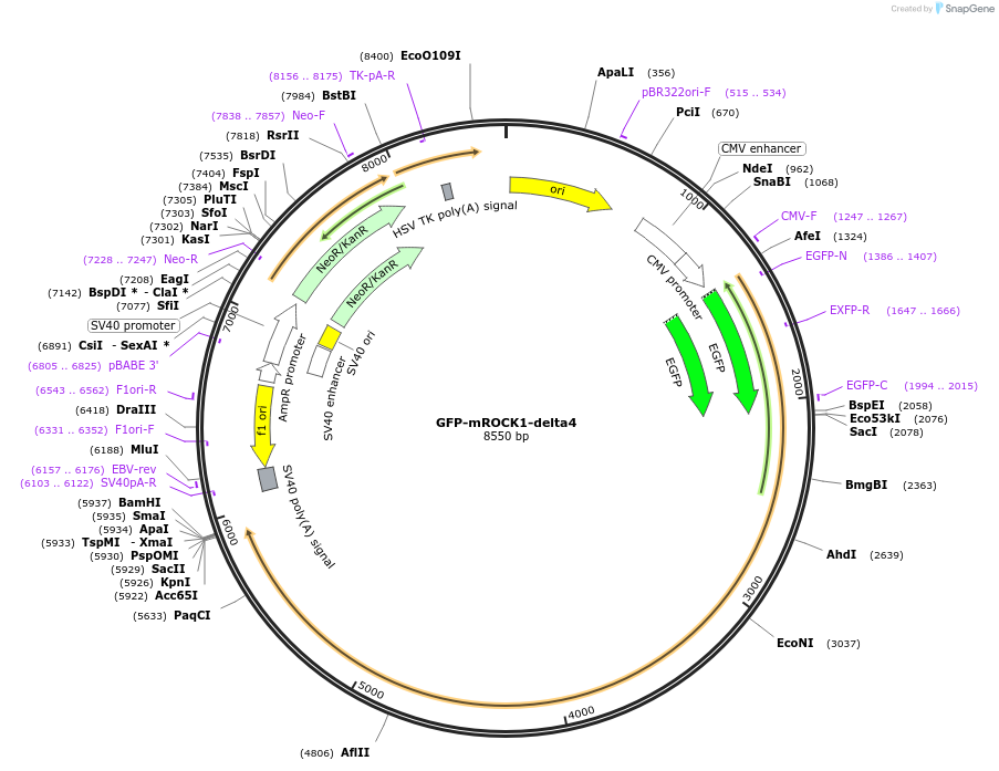 101292-plasmid-map-sequence-id-195040