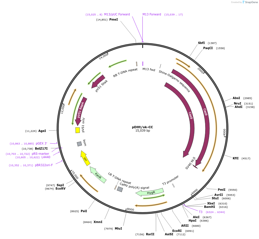 92127-plasmid-map-sequence-id-195041