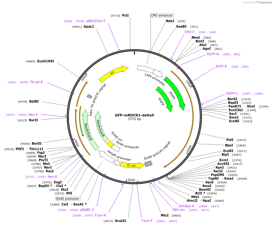 101293-plasmid-map-sequence-id-195043