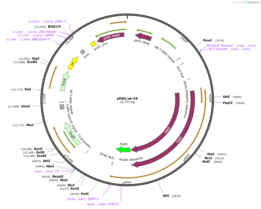 92128-plasmid-map-sequence-id-195044