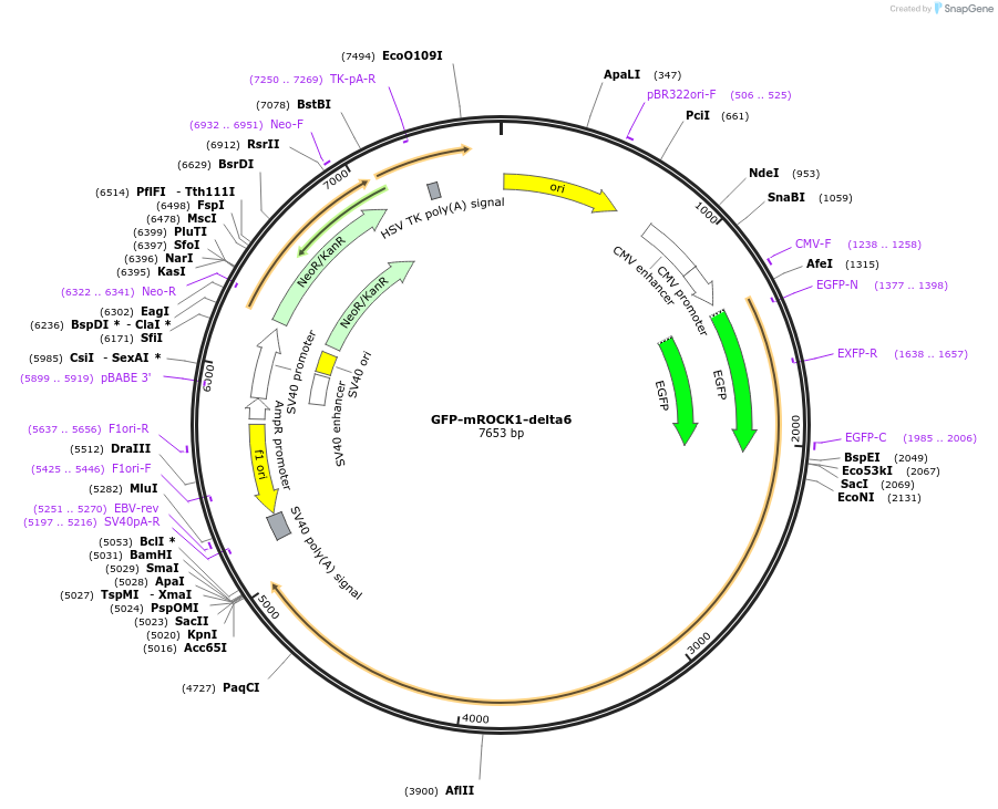 101294-plasmid-map-sequence-id-195046