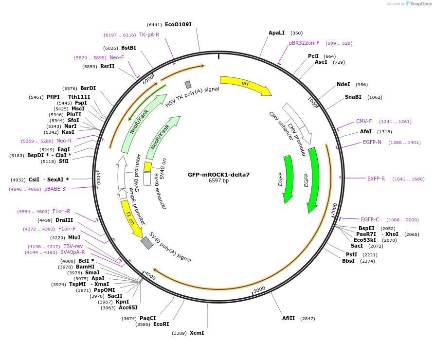 101295-plasmid-map-sequence-id-195049