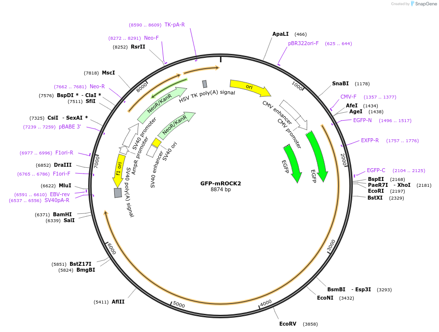 101296-plasmid-map-sequence-id-195050
