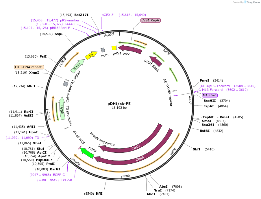 92126-plasmid-map-sequence-id-195058