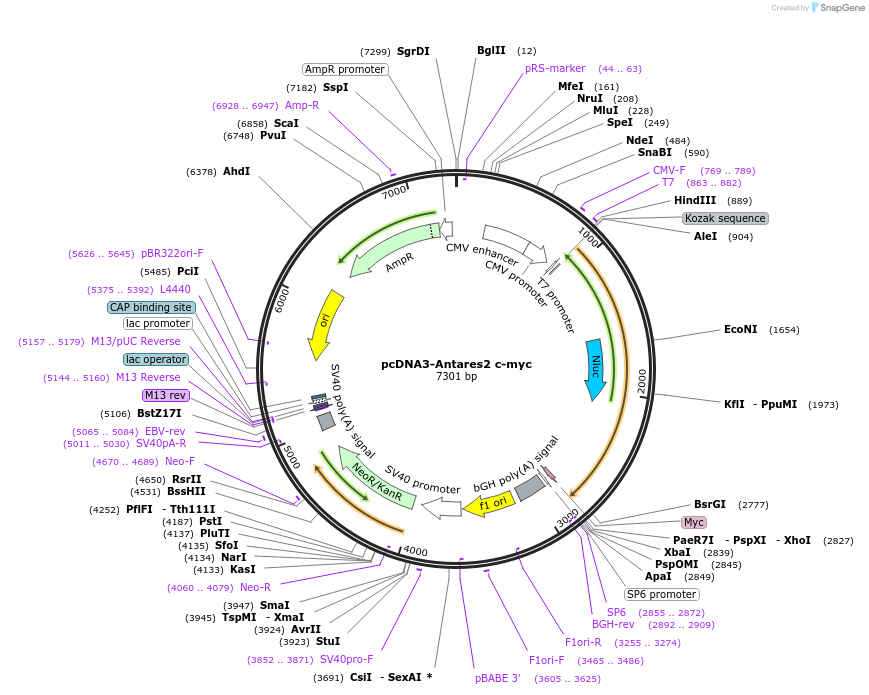 100027-plasmid-map-sequence-id-195074