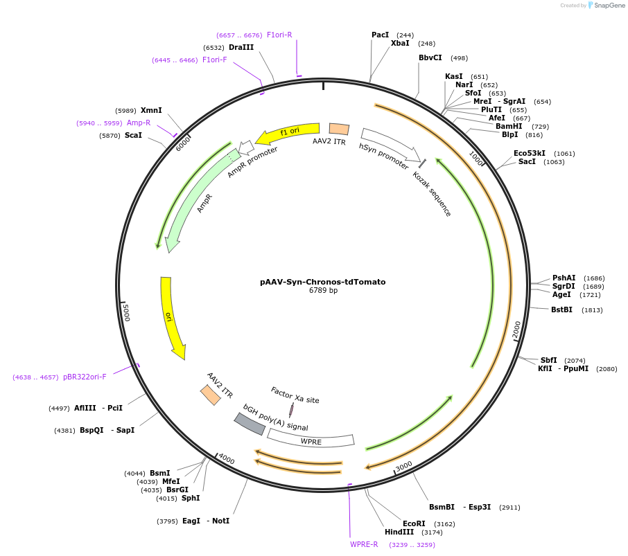 62726-plasmid-map-sequence-id-195120