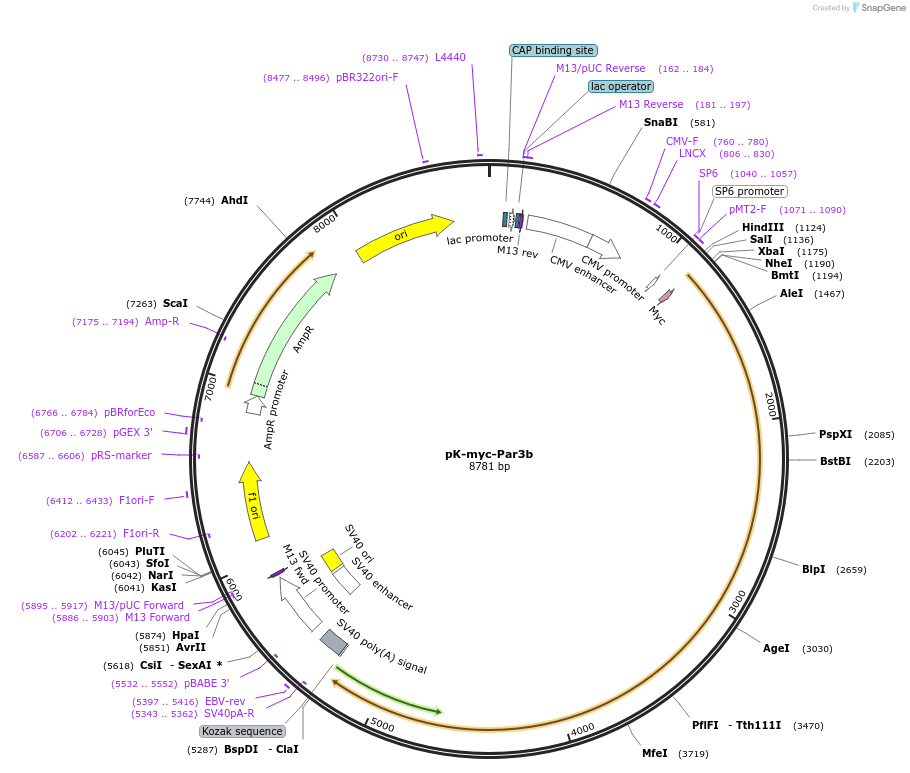 19388-plasmid-map-sequence-id-195134