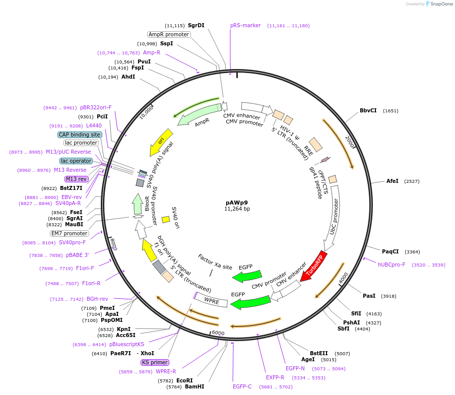 73851-plasmid-map-sequence-id-195141
