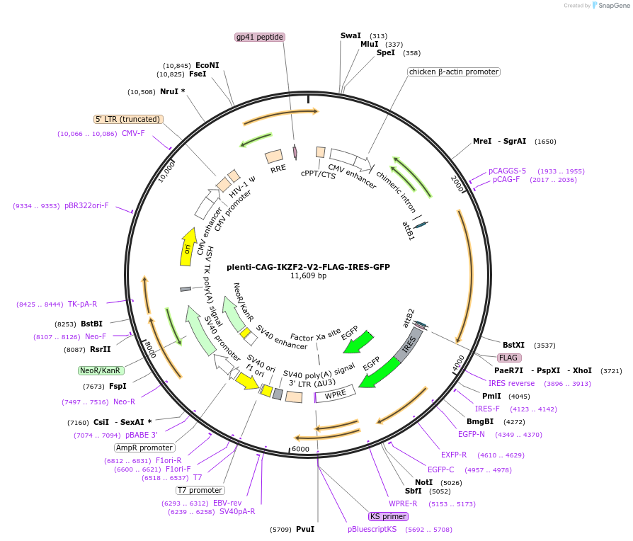 69049-plasmid-map-sequence-id-195157