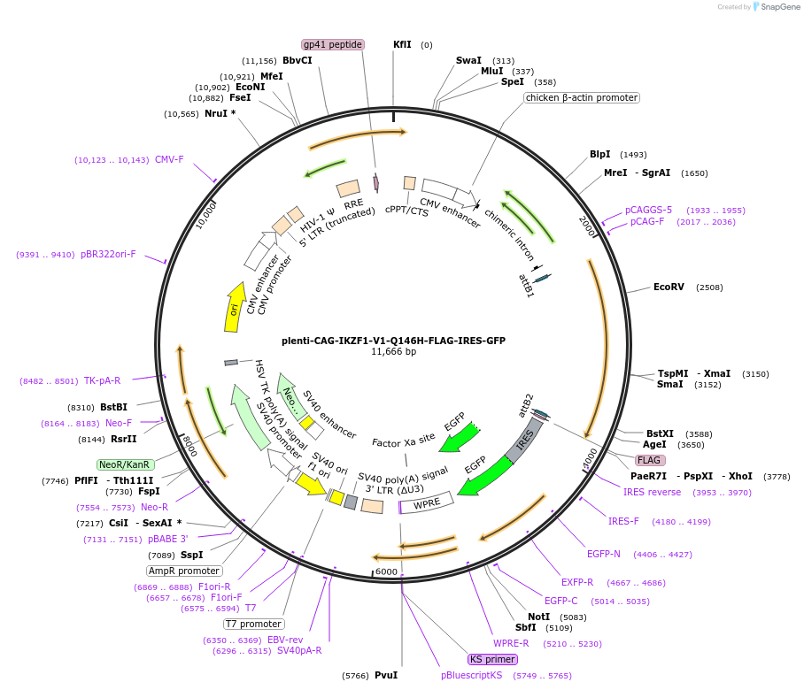69048-plasmid-map-sequence-id-195163
