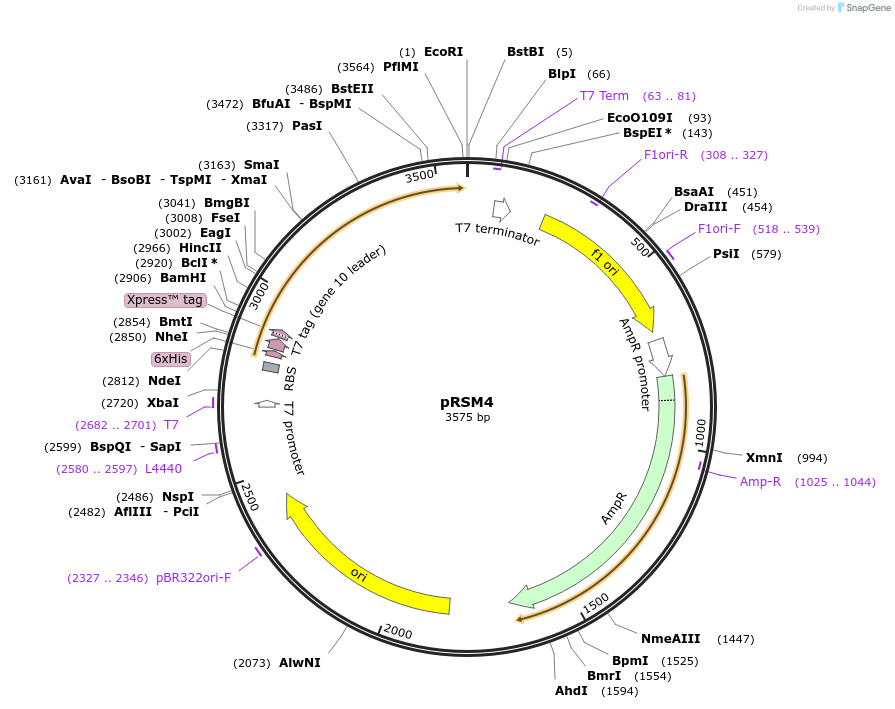 101642-plasmid-map-sequence-id-195172