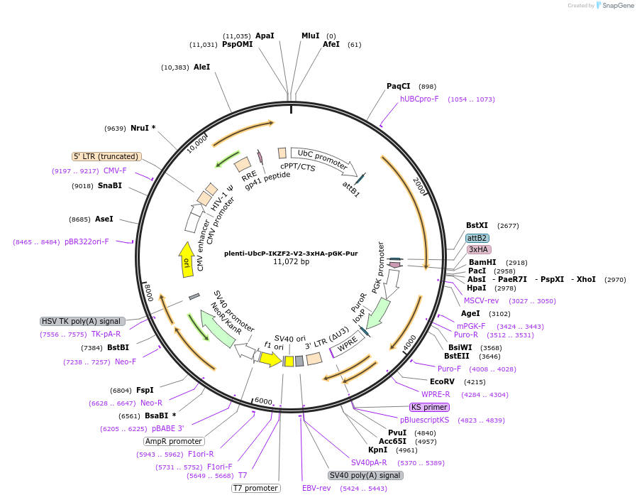 69052-plasmid-map-sequence-id-195173