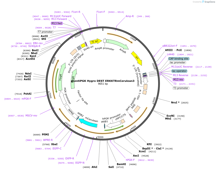 90229-plasmid-map-sequence-id-195302