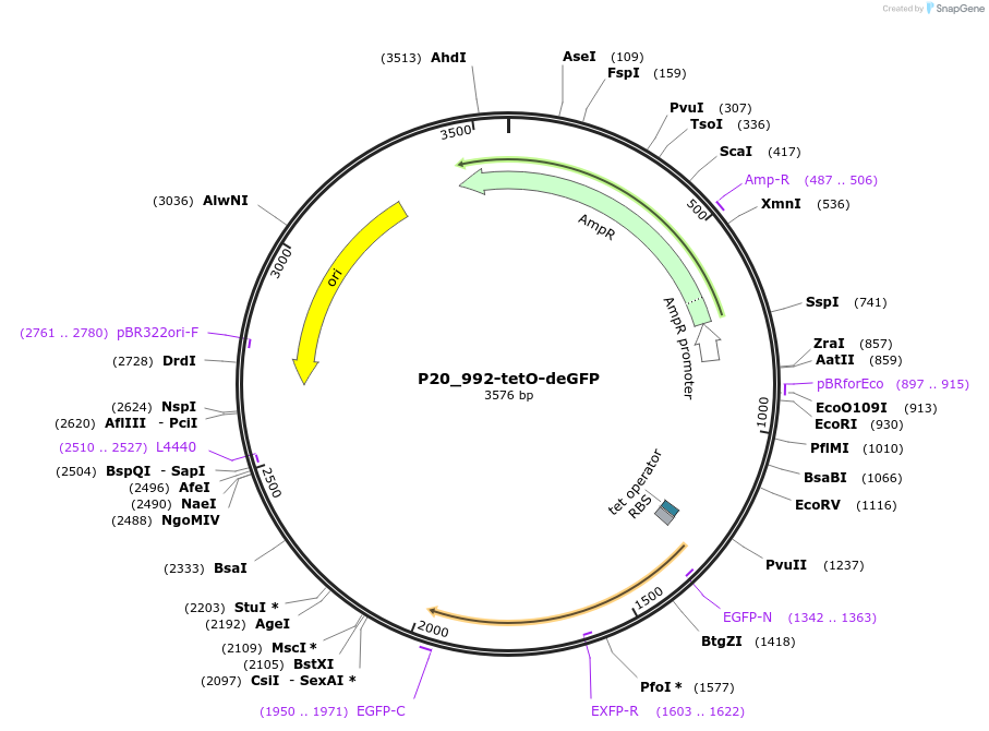 97096-plasmid-map-sequence-id-195303