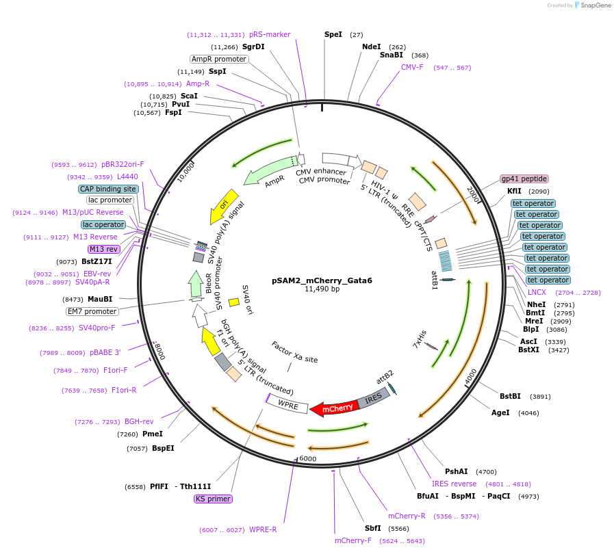 72694-plasmid-map-sequence-id-195305