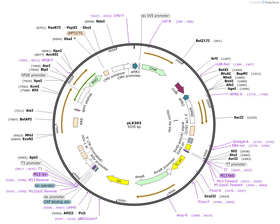 25897-plasmid-map-sequence-id-195306