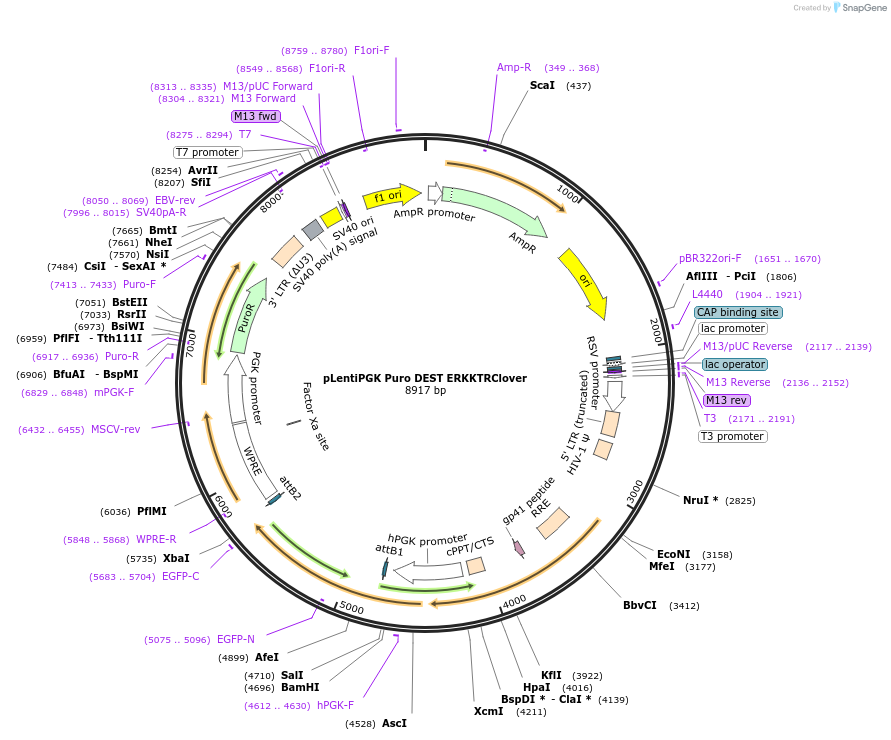 90227-plasmid-map-sequence-id-195308