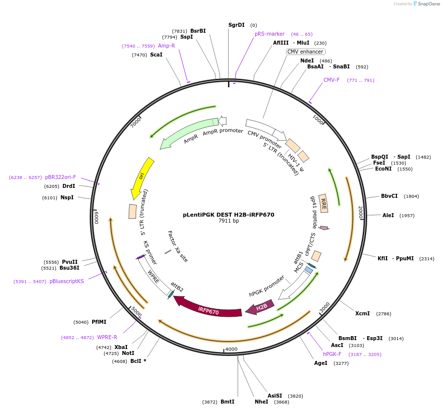 90237-plasmid-map-sequence-id-195310