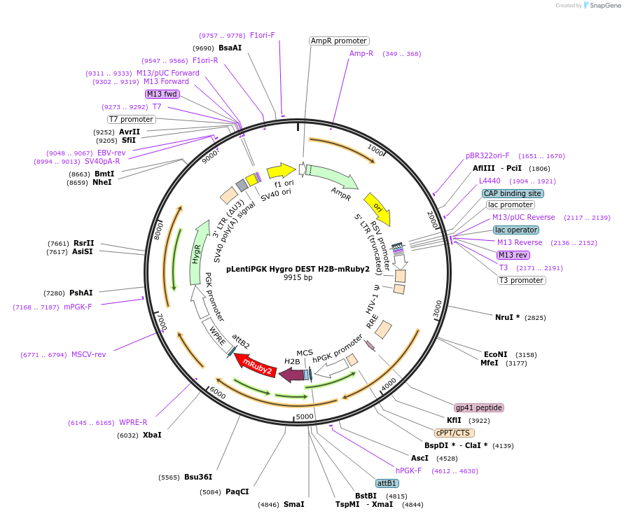 90236-plasmid-map-sequence-id-195315