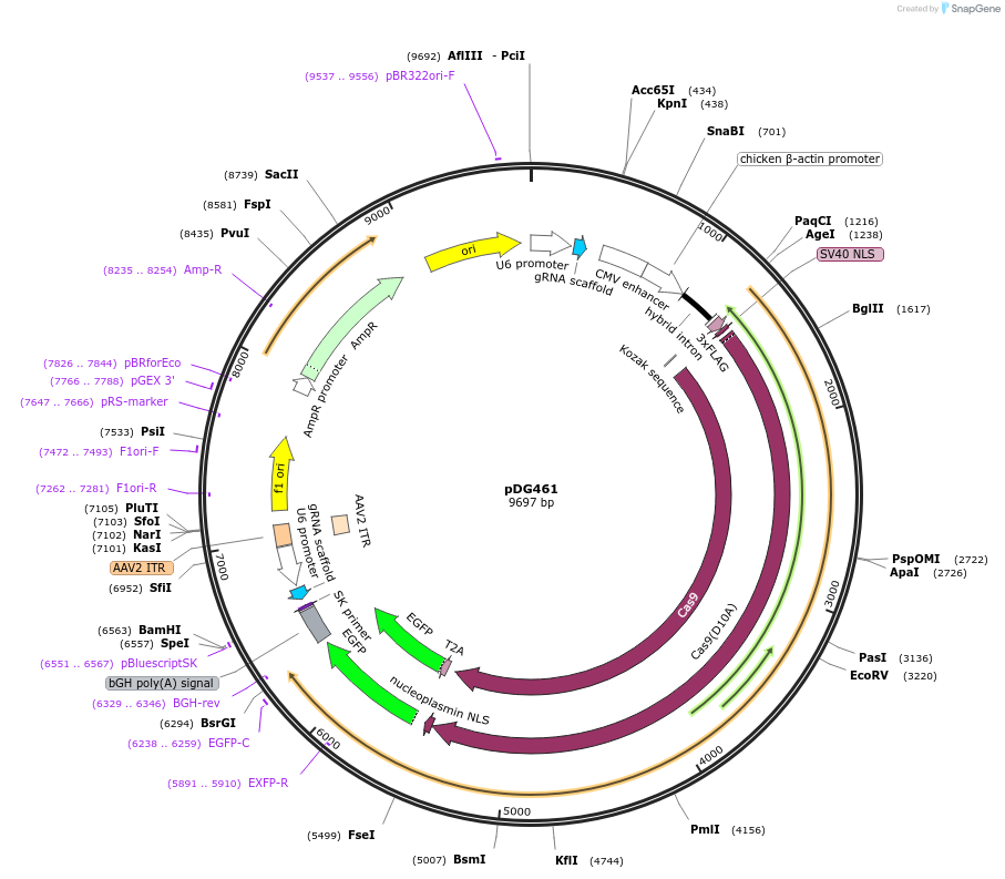 100902-plasmid-map-sequence-id-195323