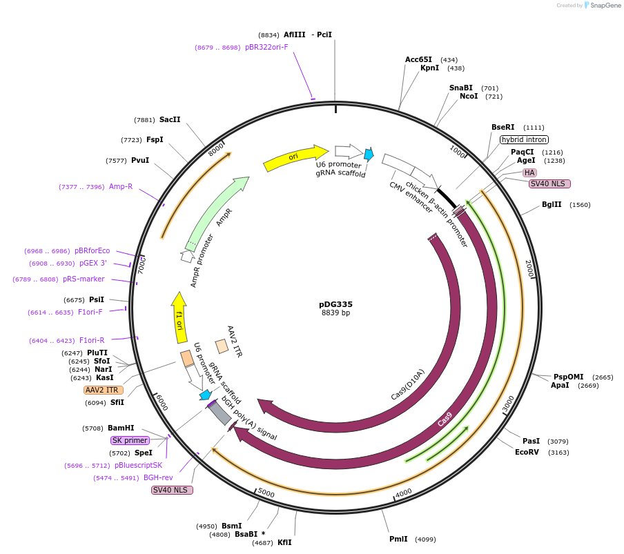 100899-plasmid-map-sequence-id-195324
